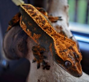 Tricolor full pintstripe crested gecko