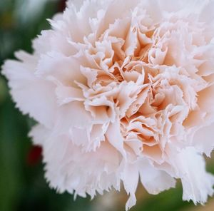 Close-up of white flower