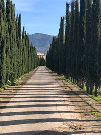 View of empty road along trees