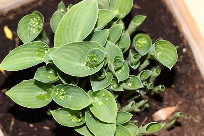 Close-up of wet plant leaves