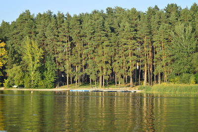 Scenic view of lake in forest