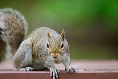 Close-up of squirrel on table