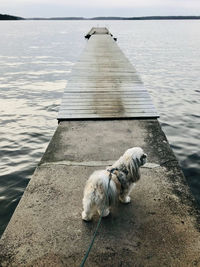 Dog relaxing on pier over sea against sky