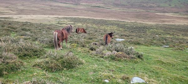 Beautiful ponies on mount faben gwynedd wales