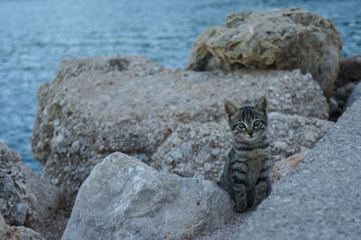 Portrait of cat on beach