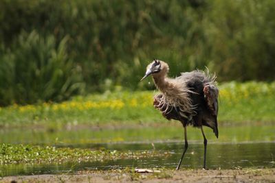 Side view of a bird on field