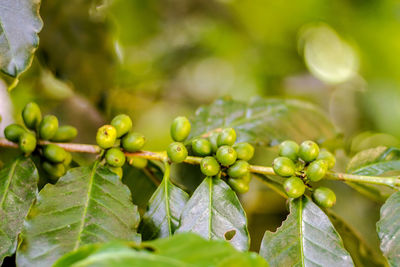 Close-up of berries growing on plant