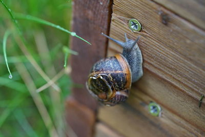 Close-up of snail on wood