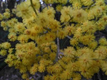 Close-up of yellow flowering plants