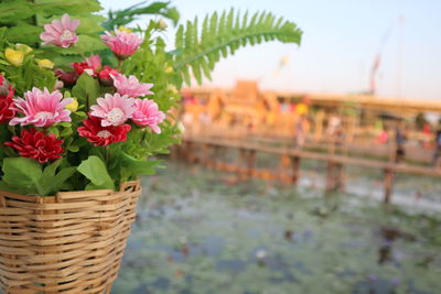 Close-up of pink flowering plants in basket