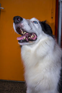 Close-up of a dog looking away at home