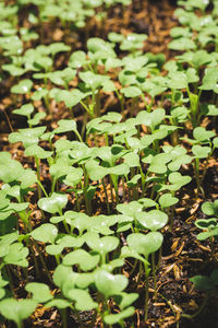 High angle view of plants growing on field