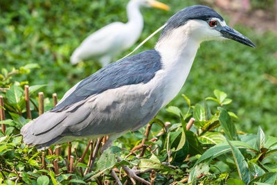 Close-up of a bird on field