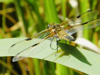 Close-up of insect on leaf