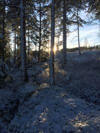 Sun shining through trees