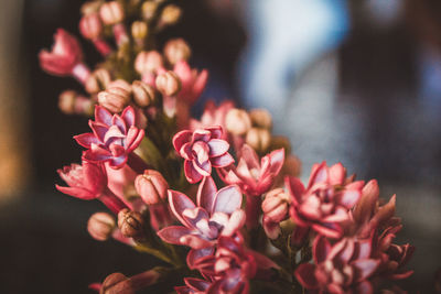 Close-up of pink flowers