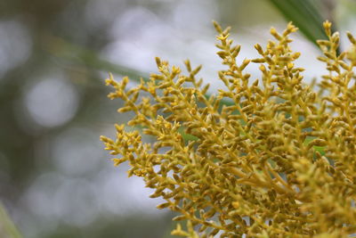 Close-up of yellow flowering plant