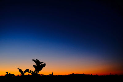 Silhouette of birds at sunset