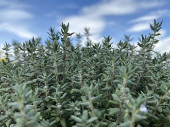 Close-up of crops growing on field against sky
