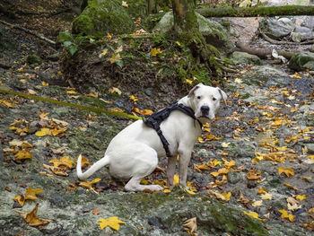 High angle view of dog on rock