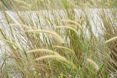 Close-up of crops growing on field