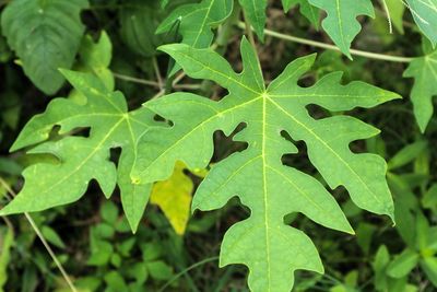 High angle view of plant leaves on field