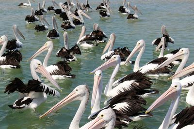 Birds on the sea waiting for food