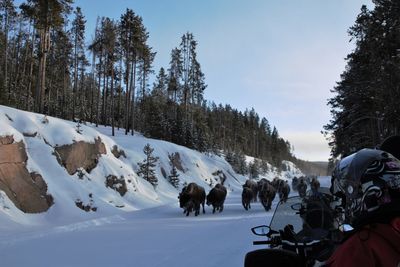 View of an animal on snow covered landscape