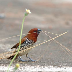 Close-up of bird perching on flower