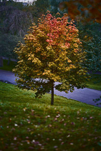 Trees and plants in park during autumn