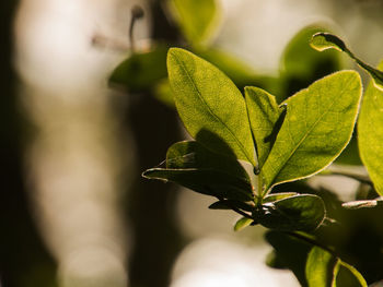 Close-up of plant