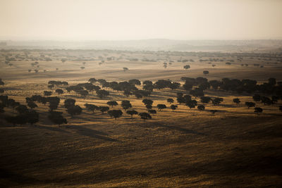 Trees growing on landscape against clear sky during sunset