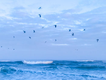 Flock of birds flying over sea