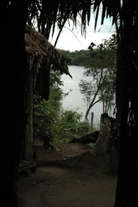 View of trees against sky