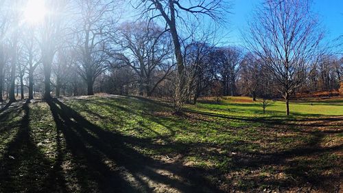 Trees on grassy field