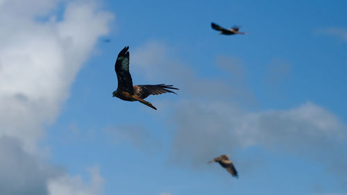 Low angle view of eagle flying in sky