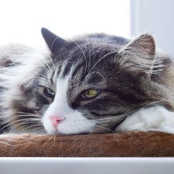 Close-up portrait of cat