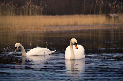 Swan swimming in water