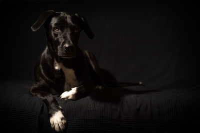 Portrait of dog sitting on floor