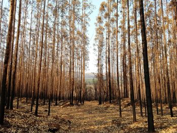 Trees in forest