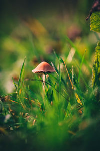Close-up of mushroom growing on field