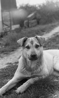 Portrait of dog relaxing outdoors