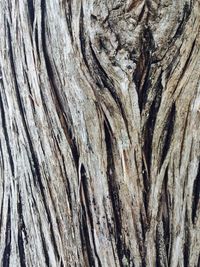 Full frame of tree trunk