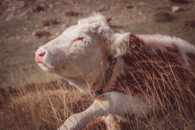 Side view of a sheep on field