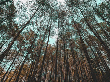 Low angle view of bamboo trees in forest