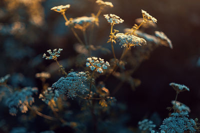 Close-up of purple flowering plant