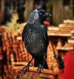 Close-up of bird perching outdoors