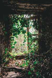 Plants and trees in forest