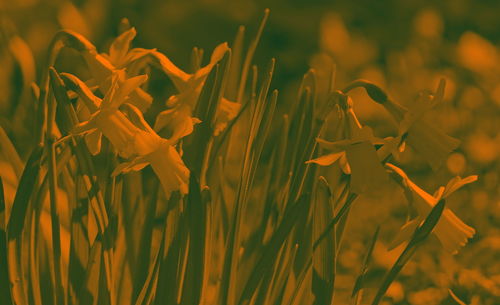 Close-up of fresh plants