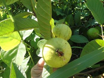 Close-up of apples on tree